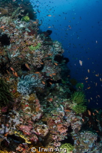 M A R I N E - L I F E
Anilao, Philippines. October 2014 by Irwin Ang 
